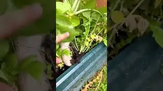 Harvesting a giant white radish from a lush backyard garden