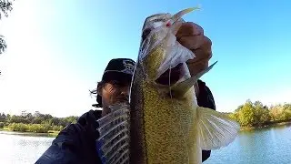 La p&ecirc;che du Sandre , comment animer son leurre souple.