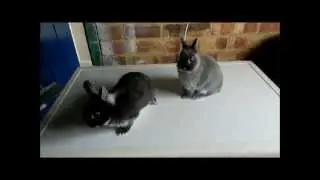 **UPDATES** with Lily and Coco moving into the shed!