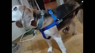 &Alpha;&nu;&alpha;&pi;&eta;&rho;&iota;&kappa;ό &alpha;&mu;&alpha;&xi;ί&delta;&iota;&omicron; &sigma;&kappa;ύ&lambda;&omicron;&upsilon; PMD1-2 by Pet Mobility