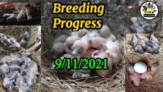 Breeding Progress (9/11/ 2021)