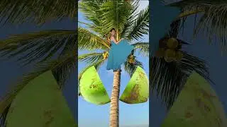 #Coconut #fruitsplit #shorts #trending #coconuttree #shielapiet