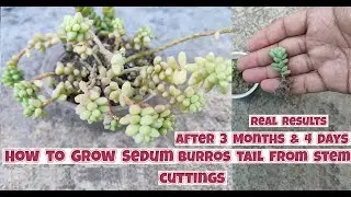 How to grow burros tail plant from stem cuttings | Propagation of sedum burrito from stem cuttings