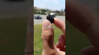 Let's Try a Fresh MULBERRY