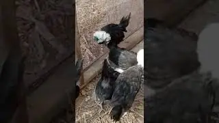 white crust polish , #pigeon #petsvloging #animalsvlogs #birds #teetarvlog #chicken #petvlogger