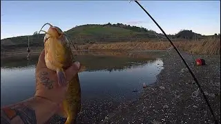 Calero Reservoir Fishing Bullhead Catfish