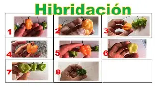 SEMILLAS HIBRIDAS!! &iquest;Qu&eacute; Pasa si Obtengo mis Semillas de una Fruta de Supermercado? | Chile Habanero