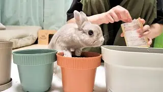 うさぎさんが大好物の野菜の種を撒いたら、すぐに芽が出てくると思って準備してるうさぎさんが可愛い