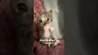 Kittyo questioning life bro got that my skin on