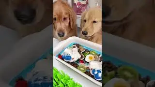 Why Slow Feeding Matters 🐾 | Best Pet Slow Feeder for Healthy Eating #dogfeeding