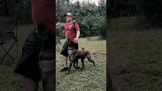 IGP Competition Obedience With 'FULL METAL COLT PATERSON' #belgianmalinois #dogsport #heel