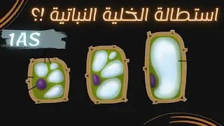 كيف تستطيل الخلية النباتية | سنة أولى ثانوي