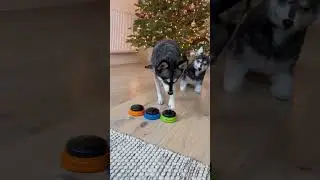 FUNNY Mini Husky Reacts To Her Clone