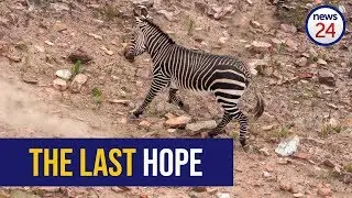 WATCH: The battle for the Cape Mountain Zebra&rsquo;s future
