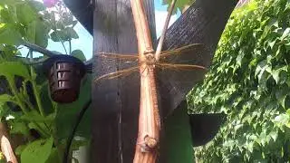 Brown Hawker