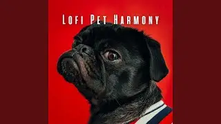 Lofi Beats for Pet's Playtime