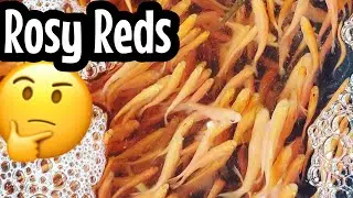 Rosy Red Minnow Fish Care