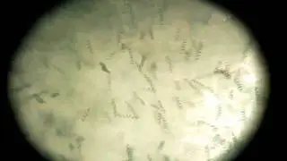 Spirulina Platensis 17/June/2011
