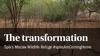 Spix's Macaw Wildlife Refuge &ndash; Caatinga, Brazil #spixsAreComingHome