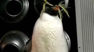 Sea-Cat cooling off in the AC