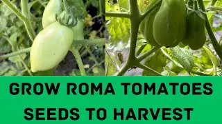 Growing Roma Tomatoes from Seeds to Harvest | Grow Tomatoes at Home | Easy Tomatoes |