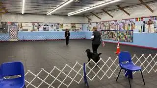 “Ty” - AKC Obedience Novice B, 1st leg