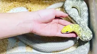 King rat snake