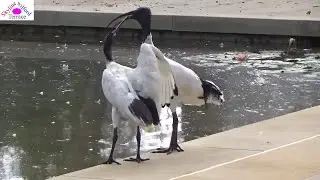 White ibis feeding baby
