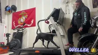 Dog training | rescue dog training | dog obedience school | puppy training | OBKS 