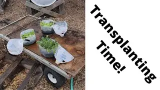 How to transplant seedlings that were Winter Sown | 2021 Version