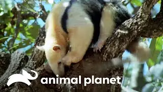 O incansável apetite do tamanduá: 35 mil formigas por dia | O Incrível Mundo Animal | Animal Planet