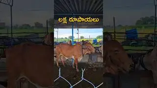 ఈ గిర్ ఆవు ఖరీదు ఎంతోతెలుసా?#Cow#cowvideos #dairyanimals #gircow #gir #cows