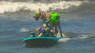 Pups hit the water for the Surf Dog Surf-a-Thon in Del Mar