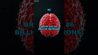 Your brain is a CONNECTION SUPERHIGHWAY!