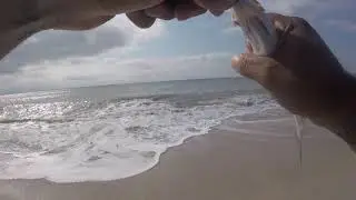 Catching Snapper Blues