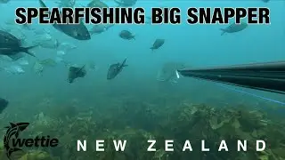 Wettie TV - BIG SNAPPER Highlights, Spearfishing in New Zealand