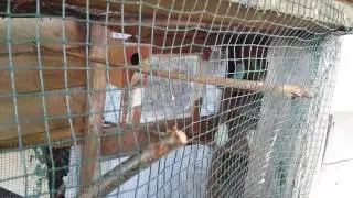 Nouvelle de mon élevage d'oiseaux exotiques
