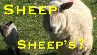 Sheep Close Ups