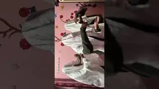 😹 Ye Fight Nahi, Full Timepass Hai | Funny Video💥 Public#FunnyVideo#ComedyVideo#FunnyFight