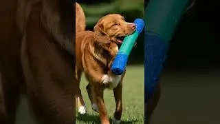 Personalized Dog Toys With Names