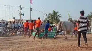 SSR BULLS | Ongole Bull Race Live | Edla pandalu in Andhra Pradesh