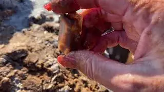Digging For Selenite Crystals 2021 - Virtual Crystal Hunt in Oklahoma