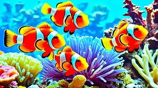 The Best 4K Aquarium - Explore the Stunning World of Sea Jellyfish and Beautiful Coral Reef Fish. #8