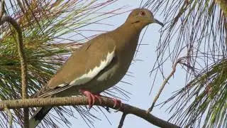 White-winged Dove Cooing Bird Sound Video: Bird Songs Western North America-Relaxing Peaceful Sounds