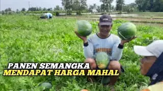PANEN SEMANGKA MENDAPATKAN HARGA MAHAL 