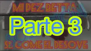 Seguimiento huevos sin padre! Dia3