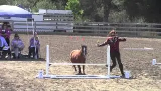 Danielle Duffy - AMHR Jumper in Hand Class