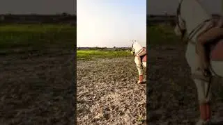 Dagia Farm - Malik Usman Ali Dagia