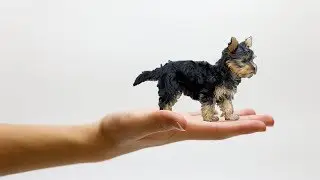 18 SMALLEST Dog Breeds On Earth!