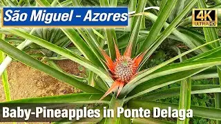 Pineapple Farm Visit - Sao Miguel, Ponte Delgada, Azores